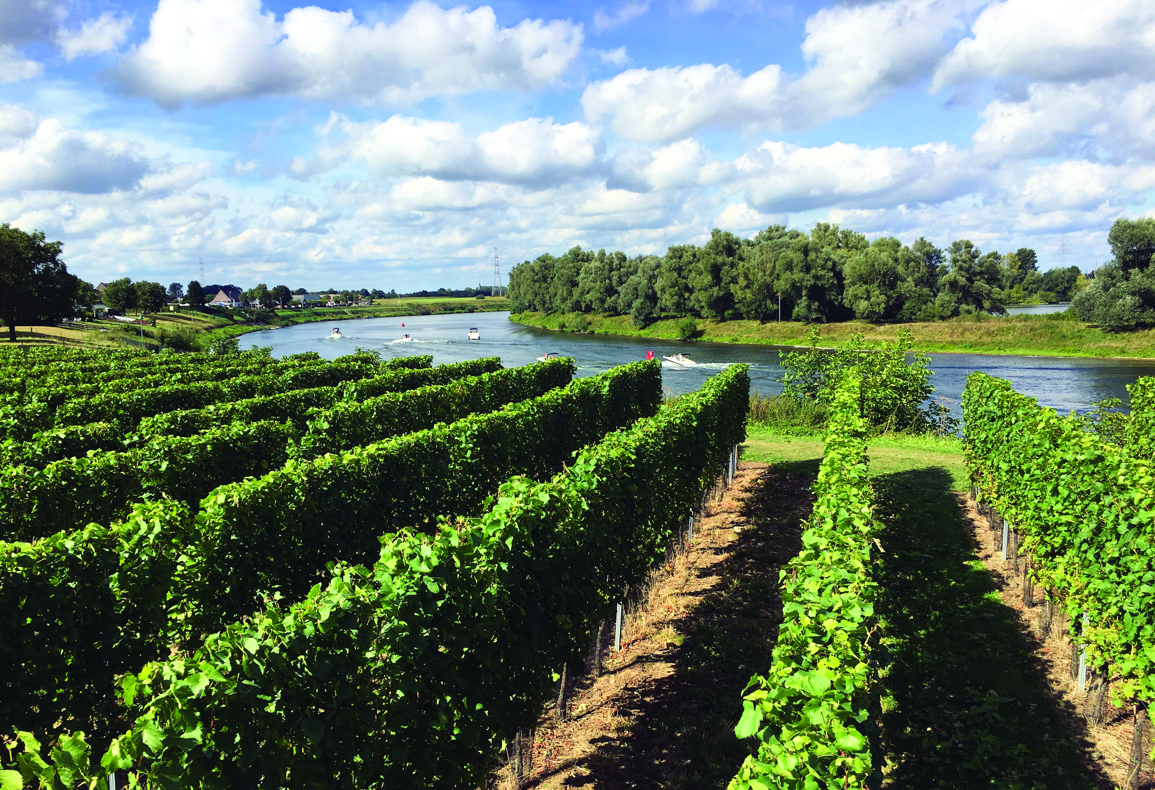 Le vignoble de la Massvallei